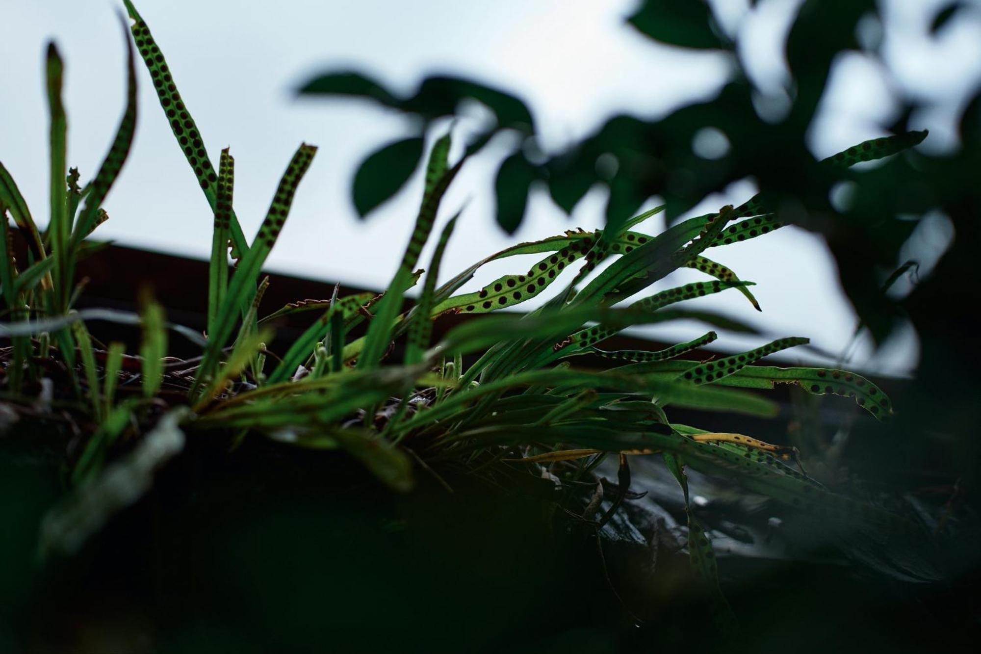 Appartamento Unsui 武雄蓬莱町 雲水 Esterno foto