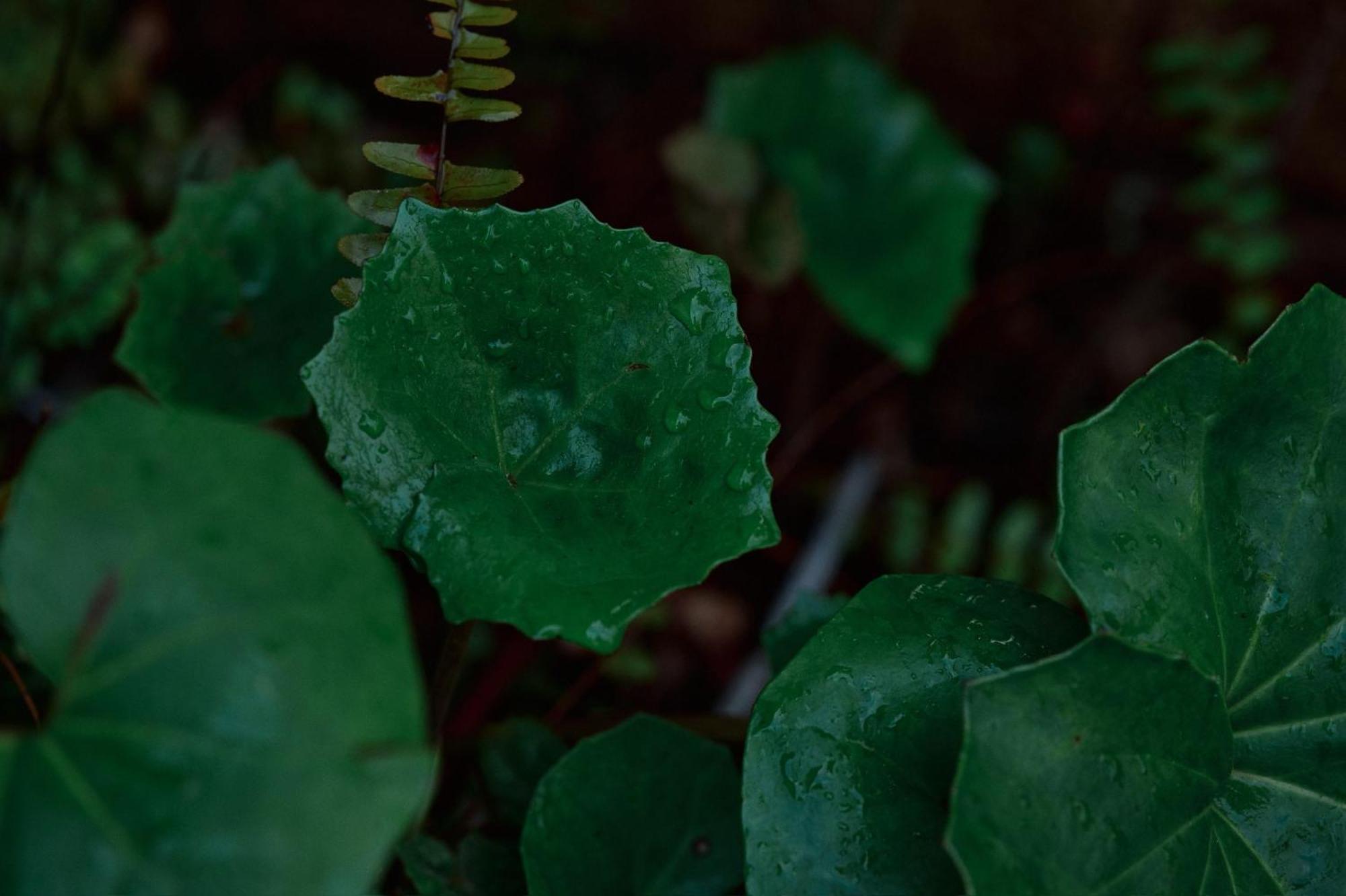 Appartamento Unsui 武雄蓬莱町 雲水 Esterno foto